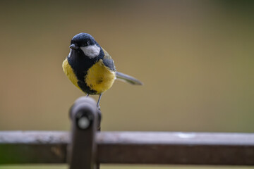 Curious Great Tit in a Garden Close-up