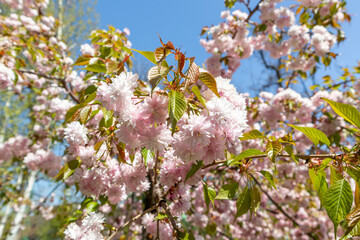 Vibrant Sakura Tree in Full Bloom on a Sunny Day