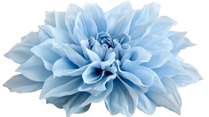 Obraz premium Soft blue dahlia, delicate petals, elegant bloom.