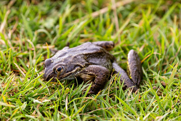 Fototapeta premium Common Frog (Rana temporaria), Found in Ponds and Wetlands Across Europe