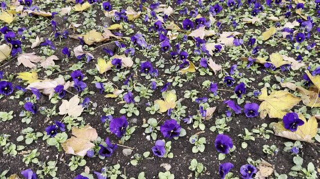 Blooming vibrant purple violet flowers in the garden. Cortinarius violaceus, violet webcap, violet cort. Purple pansy viola cornuta tricolor, viola wittrockiana, violaceae, heartsease a wildflower.
