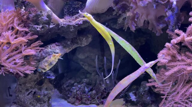 Tiere in einem Meerwasseraquarium.