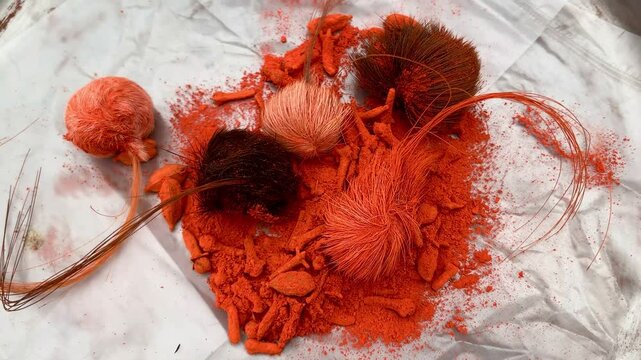 Jackal Horn. Gaidar Sanghi. Siyar Singhi. It comes from the horn of a jackal. It is kept in saffron. It is said that keeping it with oneself makes a person rich. Beautiful 4K Footage.