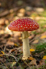 close-up of a single red with white dotts fly agaric fungus