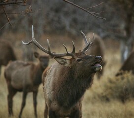 Rocky Mountain Elk Bugle Rut Bull