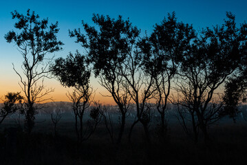 Obraz premium Tree in Iceland, in silhouette and blue and red background color