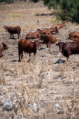 Herd of Andalusian cow cattles resting on slopes of mountains in Natural park Sierra de Grazalema, Andalusia, Spain