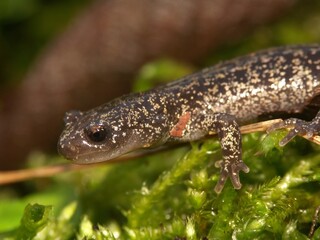 Naklejka premium Closeup on a juvenile Japanese Hokkiado salamander , Hynobius retardatus on green moss