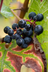 Harvest time on terraced vineyards in Moselle river valley, Germany and Luxembourg, Grauer burbunder or Pinot gris grapes on vine