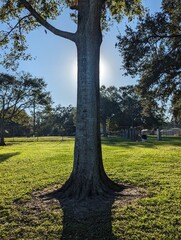 Sun setting behind oak tree