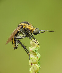 Close up of Toxophora on a plant