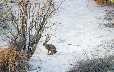 Jack rabbit in the sand