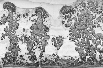 Microscopic view of bone tissue with intricate pattern details