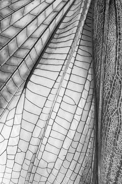 Close-up of intricate dragonfly wing patterns in monochrome