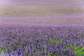 Obraz premium lavender field on a sunny day
