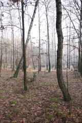 Fototapeta premium bory, drzew, charakter, drzew, jesienią, krajobraz, drewna, jary, drewna, zieleń, droga, park, liści, sosna, feuille, droga, pora roku, opad, słońce, iskra, feuille, naturalny, gras, roślin