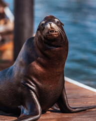 Fototapeta premium state sea lion
