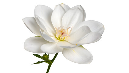 Obraz premium white flower isolated on white