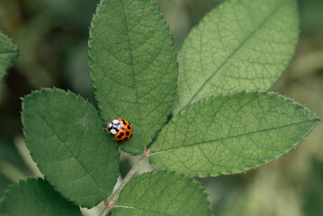 ladybug on green leaf