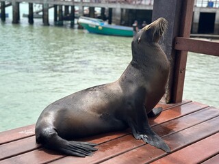 Fototapeta premium sea lion on the rocks