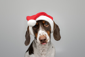 funny portrait of a piebald dachshund on a light background in a New Year's hat, dog shows tongue, cute puppy