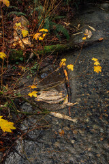 Obraz premium pile of dead fish in stream in the autumn at Carkeek Park in Seattle, Washington