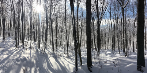 A serene winter forest, with snow-covered trees standing silent and still, sunlight streaming through the branches, and the soft crunch of snow underfoot. The peaceful and magical setting feels