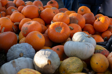 Orange autumn pumpkin, pumpkin on market display no label, display of a crop of large pumpkins on top market display ready for the fall season, halloween