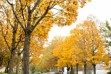 Obraz premium City street with autumn yellow, orange and red trees.