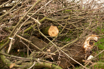 spring pruning of trees, cut tree trunks, moss-covered arbor trunks, cut branches of shrubs,...