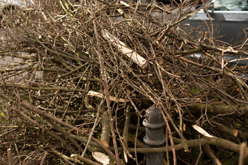 spring pruning of trees, cut tree trunks, moss-covered arbor trunks, cut branches of shrubs,...