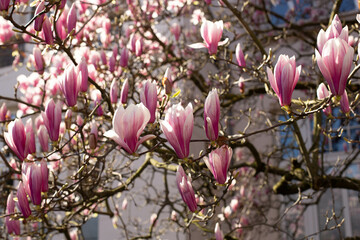 Fototapeta premium Magnolia pink blossom tree flowers, close up branch, outdoor.