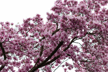 Blooming magnolia tree with beautiful flowers in the spring