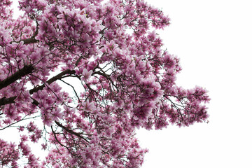 Blooming magnolia tree with beautiful flowers in the spring