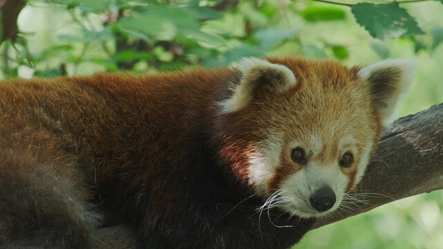 Red panda on tree