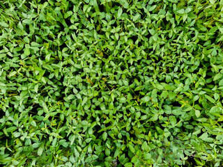 ackground of a soybean field at the sprout germination stage