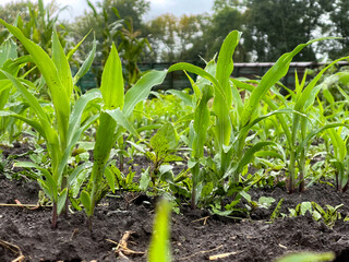 Obraz premium Sweet corn sprouts germinate on the soil in wet weather