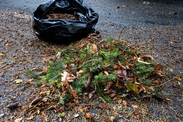After the windstorm, cleaning up tree debris from parking lot, pile of raked up branches, leaves, and pine needles, large black garbage bag to take away for mulching
