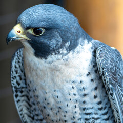 Peregrine Falcon Close-up Portrait