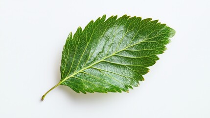 Fototapeta premium Fresh hawthorn leaf isolated on a clean white background