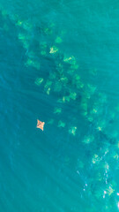 Cownose ray, Rhinoptera sp