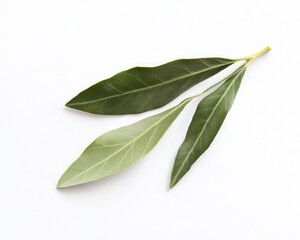 Fototapeta premium Olive leaf isolated on a clean white background