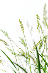 Naklejka premium Fresh spring grass isolated on white background. High quality photo