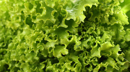 Background of Fressh Picked Green Lettuce