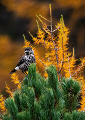A Northern Nutcracker (Nucifraga Caryocatactes) In Fall