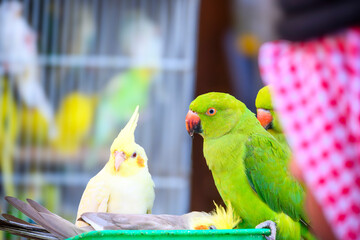Perfect green colored Alexander Parrot. A domesticable bird species suitable for the home