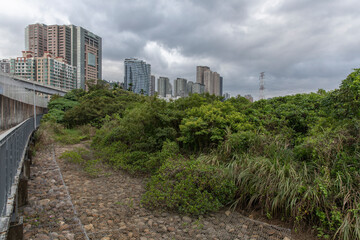 Fototapeta premium Mangrove in Tamsui , New Taipei city, Taiwan
