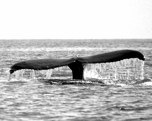 Maui Humpback Whale Tail 
.(©) Copyright 2003 by Debbie VanStory