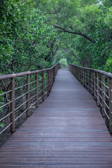 Obraz premium Mangrove in Tamsui , New Taipei city, Taiwan