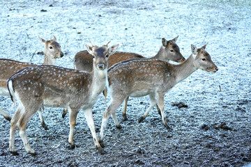 Obraz premium Group of young deer in a snowy meadow.